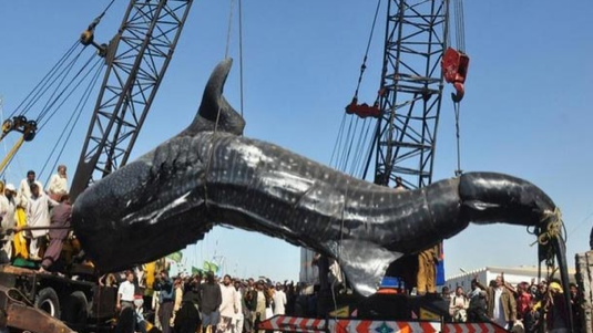 12 metrelik balık hayrete düşürdü - Resim: 3