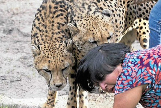 Vahşi hayvanlar kafasını böyle parçaladı - Resim: 2