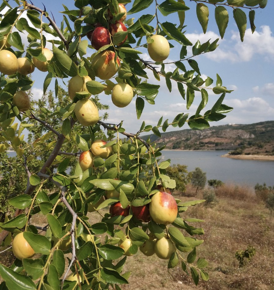 Ölümsüzlük meyvesi deniyor hünnap meyvesinin faydaları saymakla bitmiyor - Resim: 1