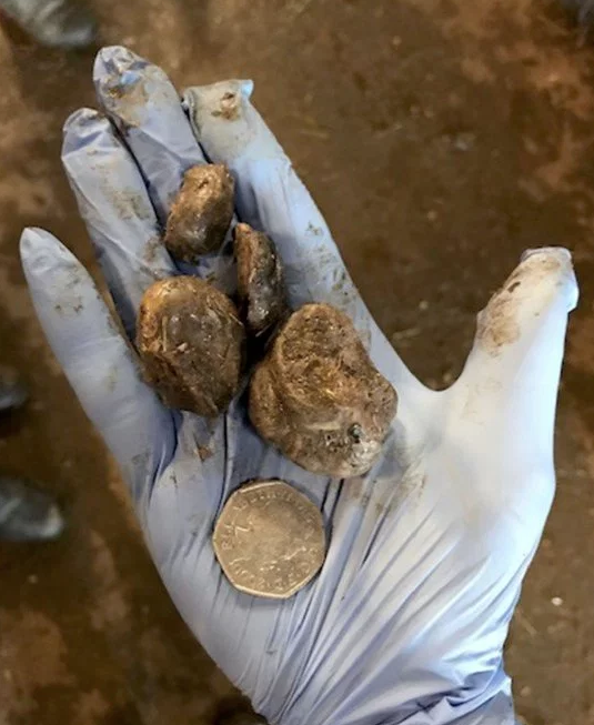 Dünyanın en kötü işine sahip! Her gün at penisi temizliyor - Resim: 4