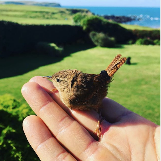 Düşesin kardeşi James Middleton'ı köy hayatı ziyadesiyle mutlu ediyor - Resim: 1