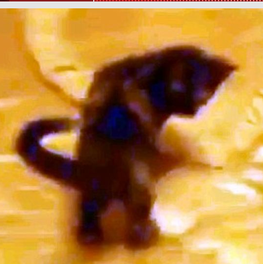 Kediyi pitona böyle yedirdi - Resim: 3