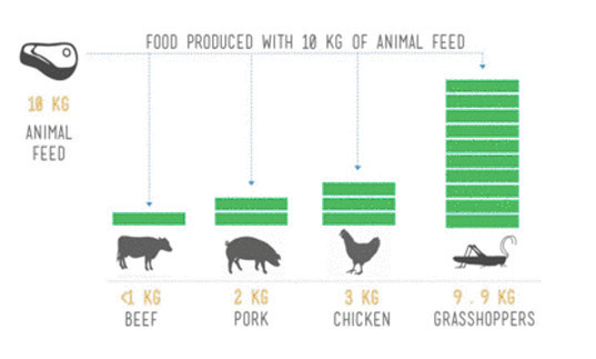 20 yıl içerisinde ana gıda böcek olacak - Resim: 3