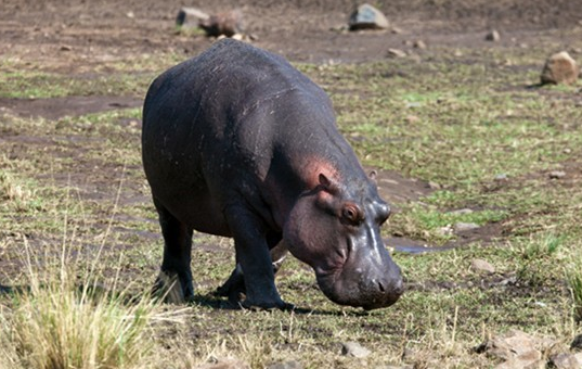 Tam timsaha yem olmak üzereyken... - Resim: 2