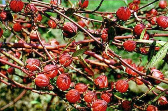 Kış aylarının en faydalı içeceği - Resim: 4