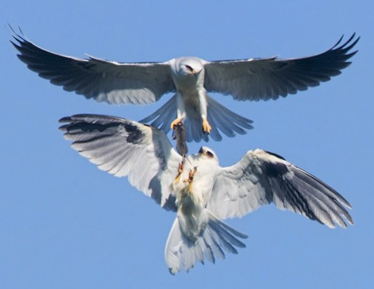 İki şahinin av kavgası! İnanılmaz bir mücadele - Resim: 4