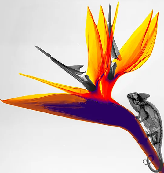 Doğamıza bir de X-Ray fotoğraflarıyla bakın - Resim: 4