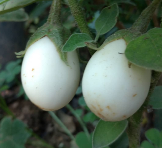 Görenler ne olduğunu anlamaya çalışıyor ama her derde deva - Resim: 1