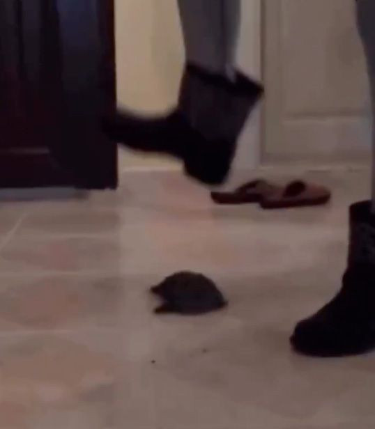 Yok böyle canilik! Kaplumbağayı defalarca ayağıyla ezdi, "Kanıyor, kanattım" deyip güldü - Resim: 3