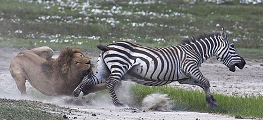 Aslana yem olmaktan böyle kurtuldu! - Resim: 2