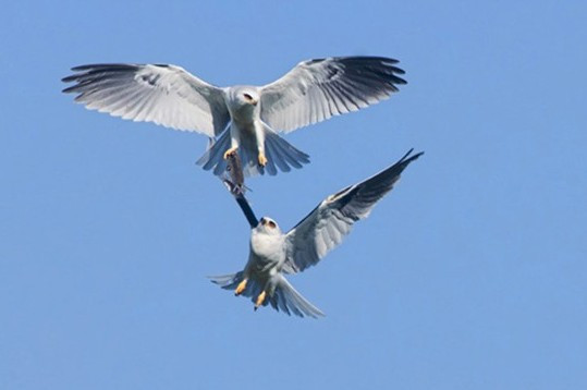 İki şahinin av kavgası! İnanılmaz bir mücadele - Resim: 3