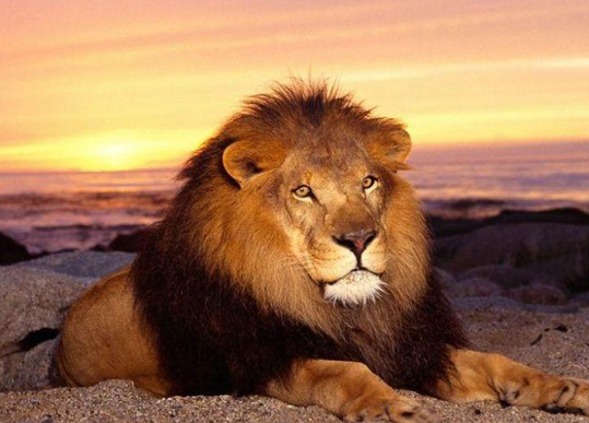 Aslan antilobu böyle avlamaya çalıştı! - Resim: 2