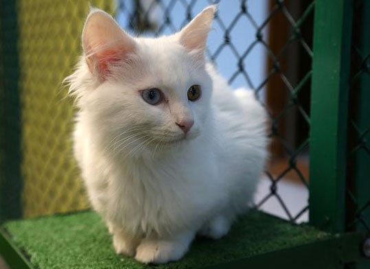 Van kedileri Mart'ı bekleyemedi - Resim: 3