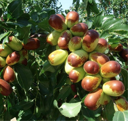 Ölümsüzlük meyvesi deniyor hünnap meyvesinin faydaları saymakla bitmiyor - Resim: 4