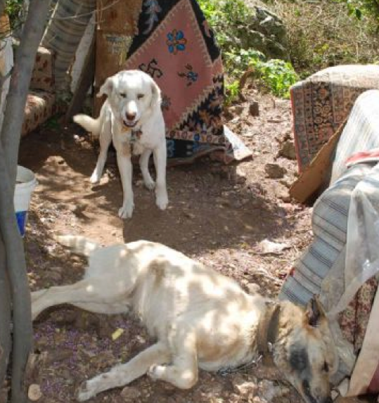 Bunu yapan insan olamaz! - Resim: 3