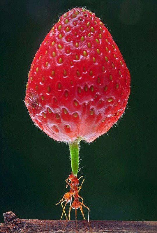 Hayrete düşüren kareler karıncaları daha önce hiç böyle görmediniz! - Resim: 2