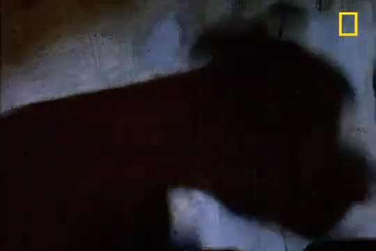 Jaguar ve timsahın ölümcül savaşı - Resim: 1