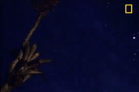 Jaguar ve timsahın ölümcül savaşı - Resim: 2