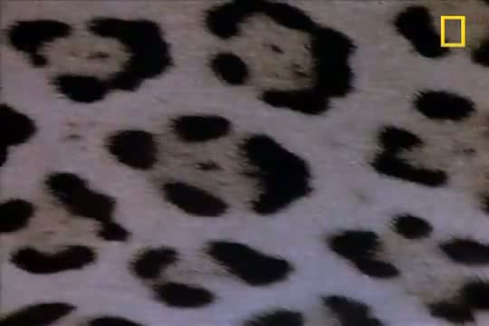 Jaguar ve timsahın ölümcül savaşı - Resim: 3