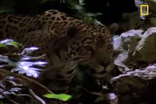 Jaguar ve timsahın ölümcül savaşı - Resim: 4