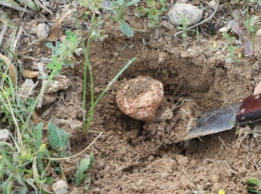 Trüf mantarı nedir faydaları neler? - Resim: 4