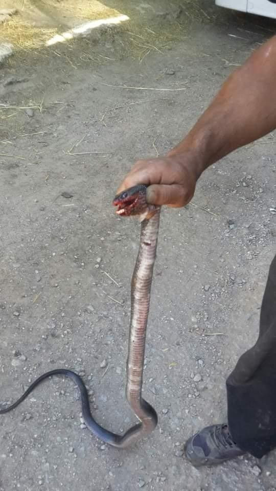 Bursa'da 2 metrelik yılanlar tarlaları bastı! Vatandaşlar korkuya kapıldı - Resim: 4