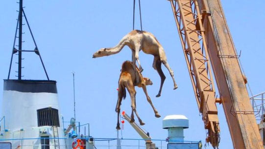 Suudi Arabistan ile ilgili şaşırtacak 15 gerçek - Resim: 2