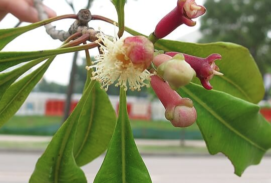 Kadınlarda afrodizyak etkisi yaratan 7 bitki - Resim: 4