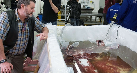 Dev yaratığın sırrını çözmeye çalışıyorlar - Resim: 1