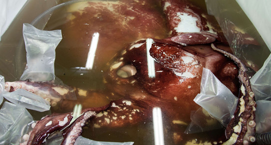 Dev yaratığın sırrını çözmeye çalışıyorlar - Resim: 2