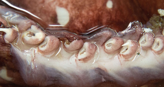 Dev yaratığın sırrını çözmeye çalışıyorlar - Resim: 3