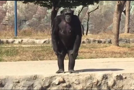 Bu şempanze günde 1 paket sigara içiyor - Resim: 3