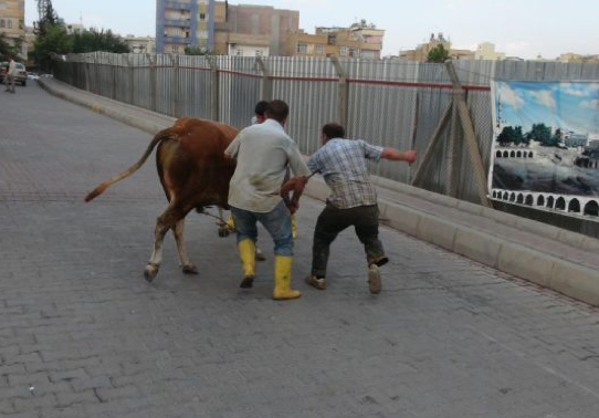 Kurbanlık boğa herkesi peşinden koşturdu - Resim: 4