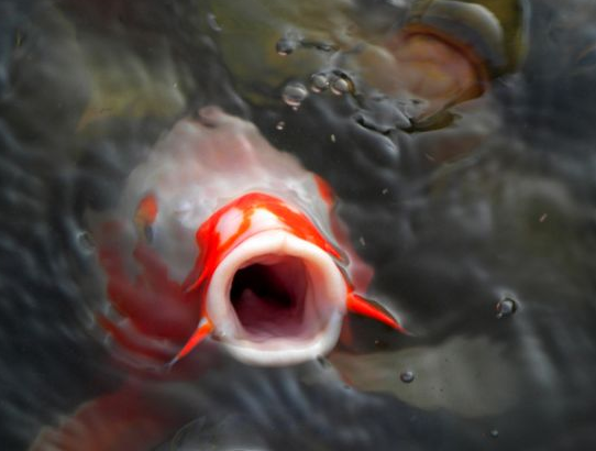 İnternetin en çok tıklanan kareleri - Resim: 2