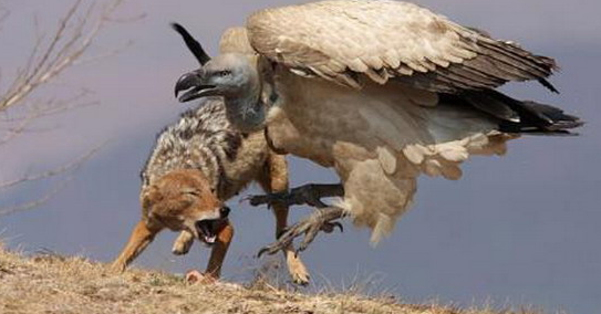 Vahşi av saniye saniye görüntülendi - Resim: 3