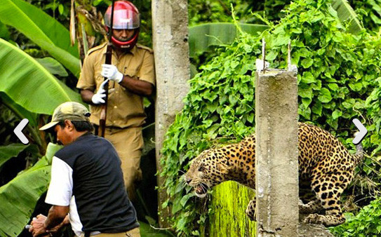 Leopar dehşet saçtı - Resim: 4