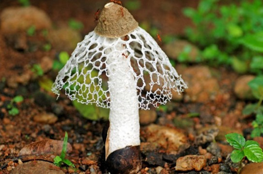 Bu mantarı koklayan anında orgazm oluyor!  - Resim: 1