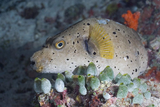 İşte sualtının büyüleyen dünyası - Resim: 2