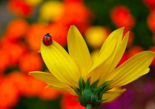 Hızır Aleyhisselam nasıl görünür? - Resim: 3