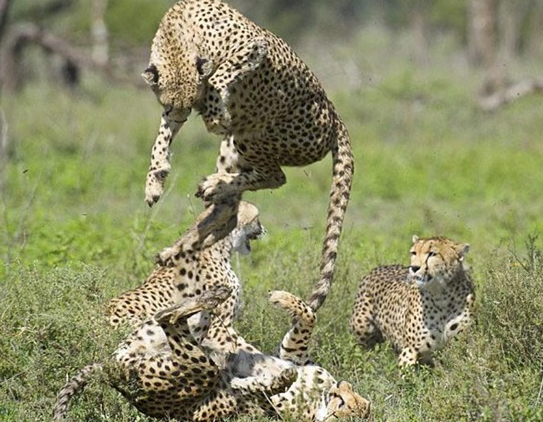 İşte doğadaki o anlar - Resim: 2