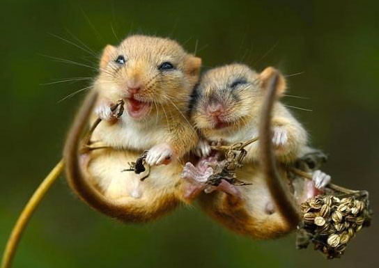 Hayvanların da aşık olduğunun kanıtı fotoğraflar - Resim: 2