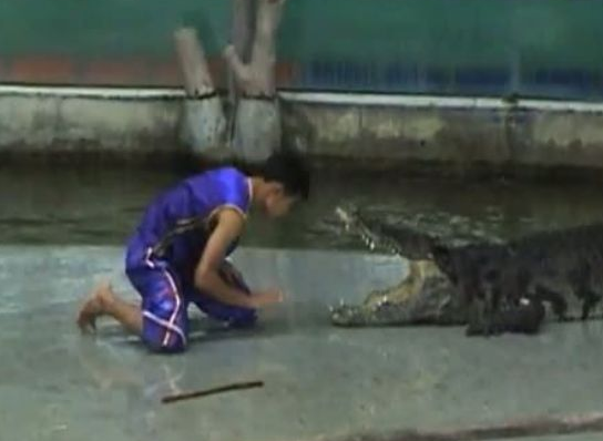 Timsah bakıcının elini böyle kaptı - Resim: 1