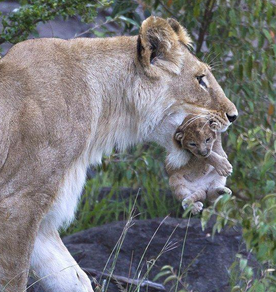 Aslanların şaşırtan görüntüleri - Resim: 3