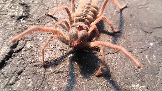 Bu örümceği gördüğünüzde kaçın! Et yiyor - Resim: 1