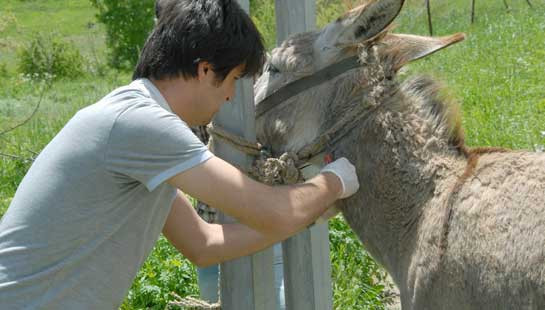 Hakkari'de katil eşek tutuklandı - Resim: 4