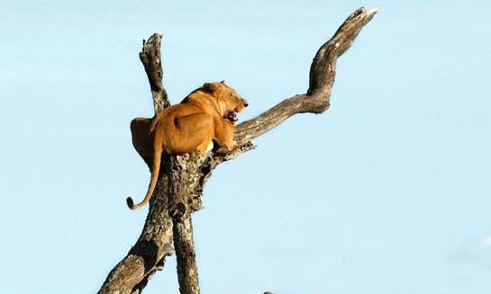 Filden kaçan aslan ağaca tırmandı - Resim: 4