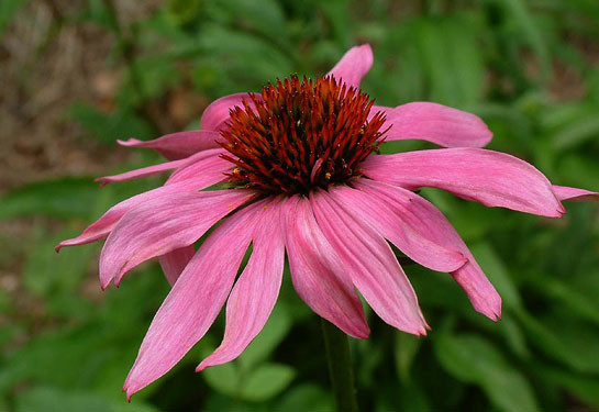 Soğuk algınlığını böyle yenin - Resim: 3