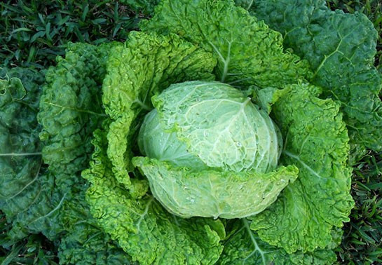 Eklem ağrısına doğal çözüm lahana! - Resim: 3