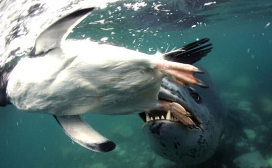 Su altında dehşet anları! - Resim: 2