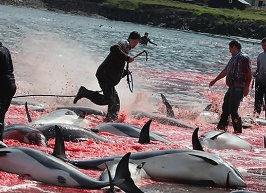 Yasal olarak hayvanlara yapılan işkenceler! - Resim: 3